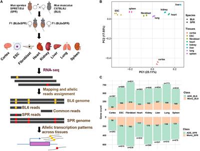 Systematic Analysis of Monoallelic Gene Expression and Chromatin Accessibility Across Multiple Tissues in Hybrid Mice